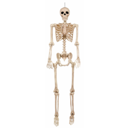 null Squelette Articulé Grandeur Nature 1 ea, 69,00 $/1ch