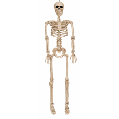 null 36“ Posable Skeleton 1 ea, $19.00/1ea