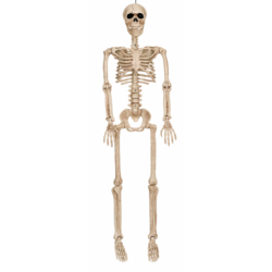 null 36” Squelette Articulé 1 ea, 19,00 $/1ch