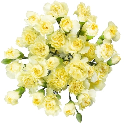 President's Choice Mini Carnation Bunch 1 ea, $12.00/1ea