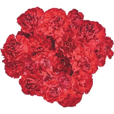 le Choix du Président Bouquet de mini-œillets 1 ea, 12,00 $/1ch