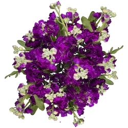 null Stock Bunch 1 ea, $12.00/1ea