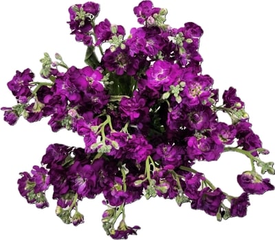 null Bouquet de stocks 1 ea, 12,00 $/1ch