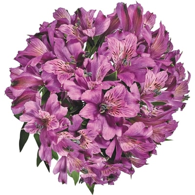Alstroemeria Bunch