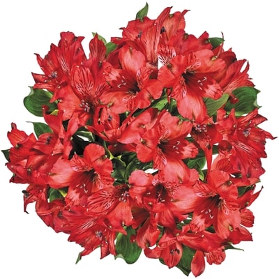 le Choix du Président Bouquet d’alstroemerias 1 ea, 12,00 $/1ch
