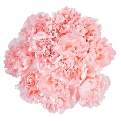 President's Choice Carnation Bunch 1 ea, $12.00/1ea