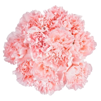 President's Choice Carnation Bunch 1 ea, $12.00/1ea