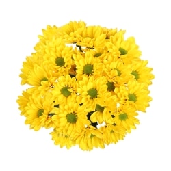 President's Choice Chrysanthemum Bunch 1 ea, $12.00/1ea