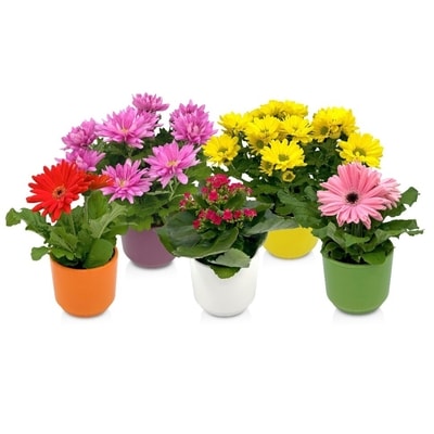 null Potted Plant in Ceramic Pot 1 ea, $10.00/1ea