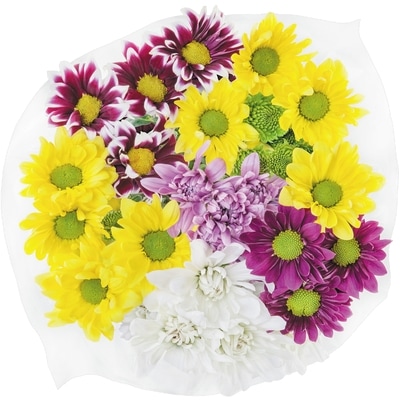 Colour Pop Daisy Bunch