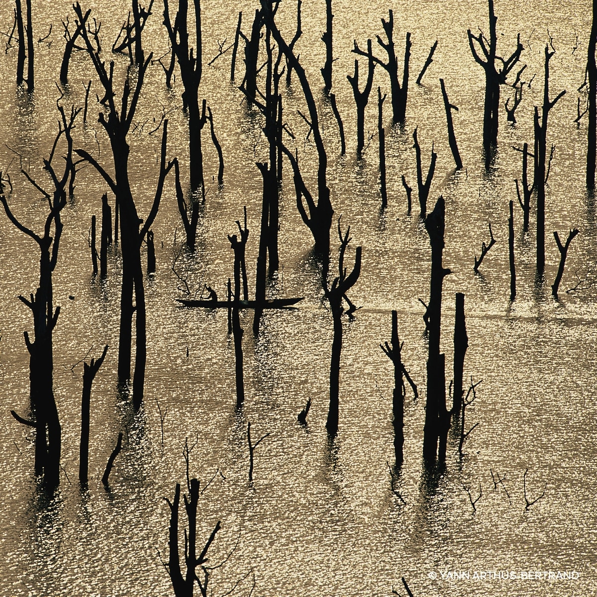 Aqua Allegoria Forte Rosa Rossa Eau de Parfum