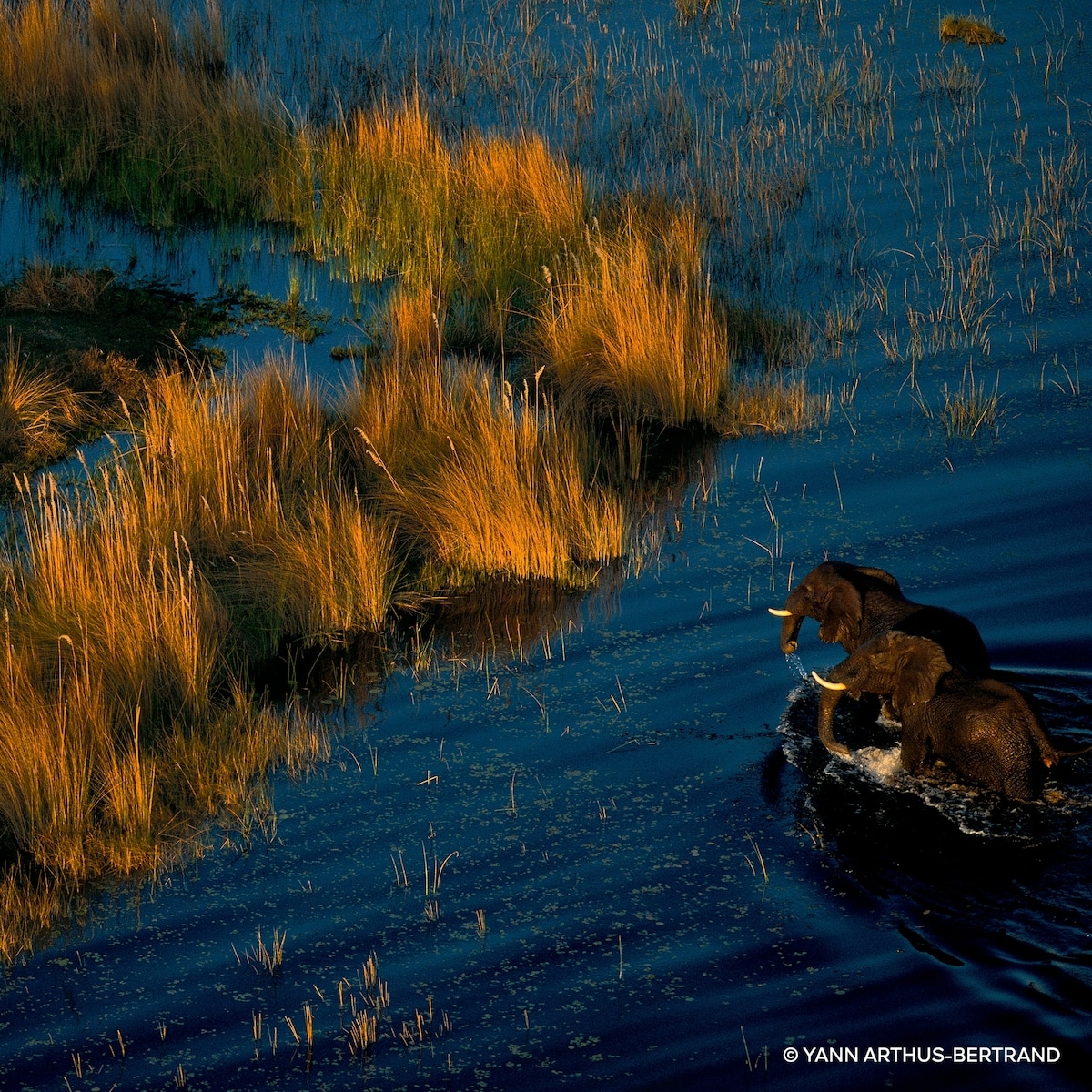 Aqua Allegoria Forte Bosca Vanilla Eau de Parfum