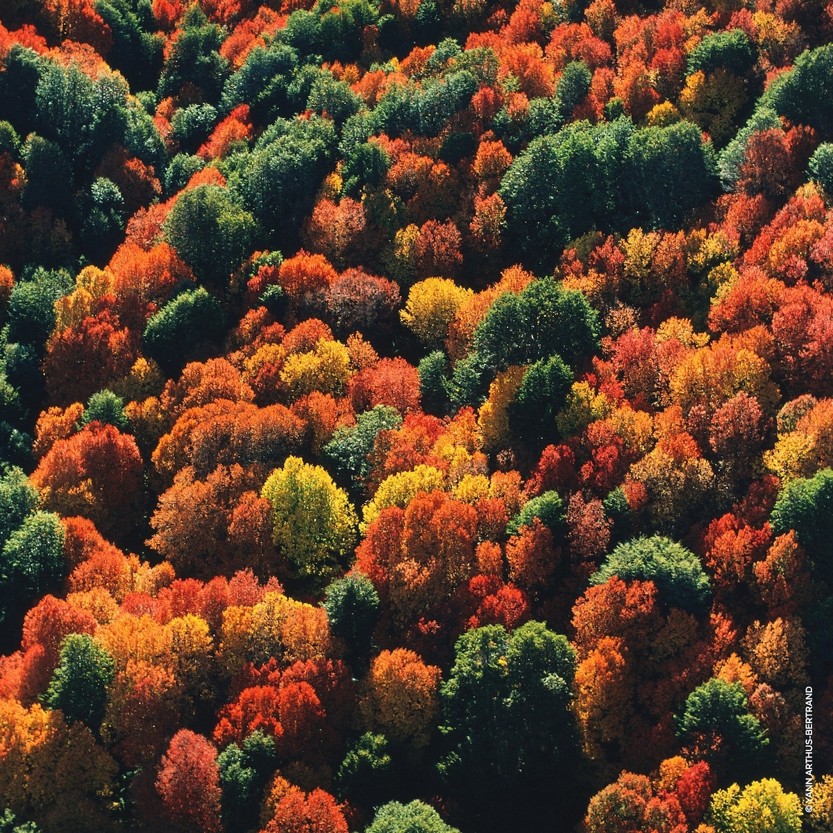 Aqua Allegoria Forte Rosa Palissandro Eau de Parfum