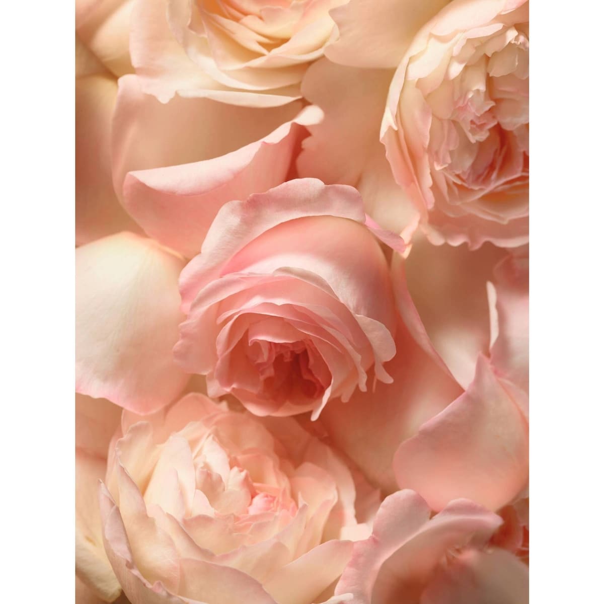 Romance Eau De Parfume