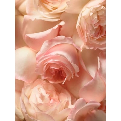 Romance Eau De Parfume 2