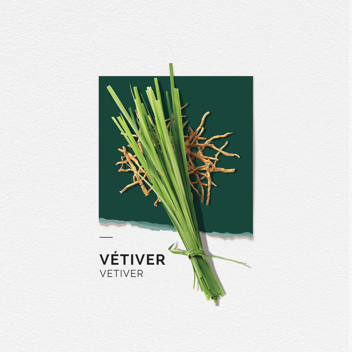 Solinotes Vetiver Eau de Parfum 1.7 Floz
