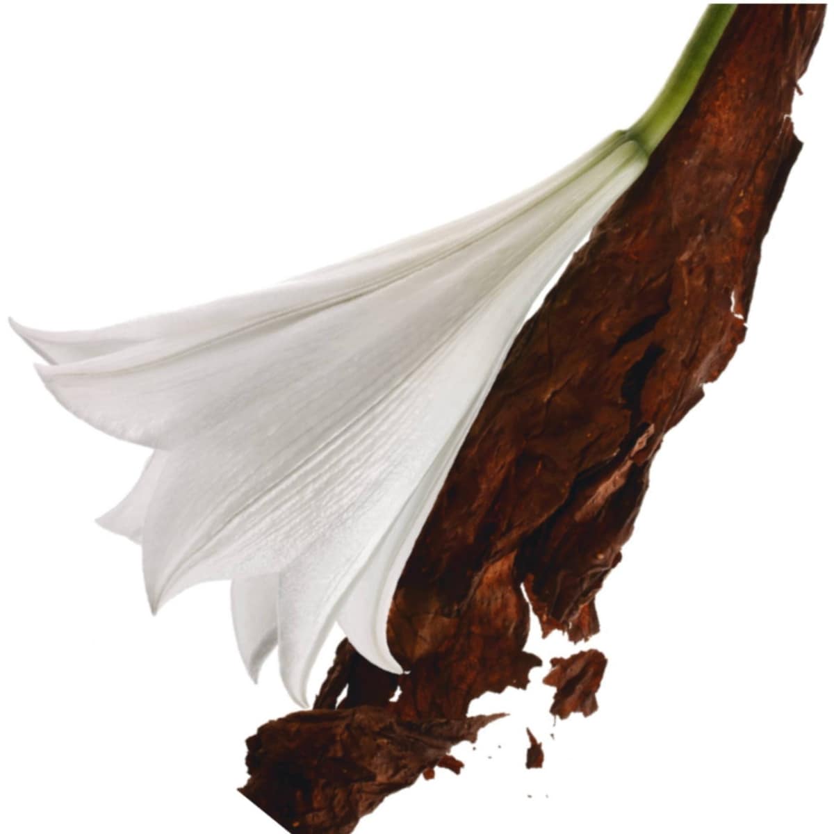 Mon Paris Eau De Parfum