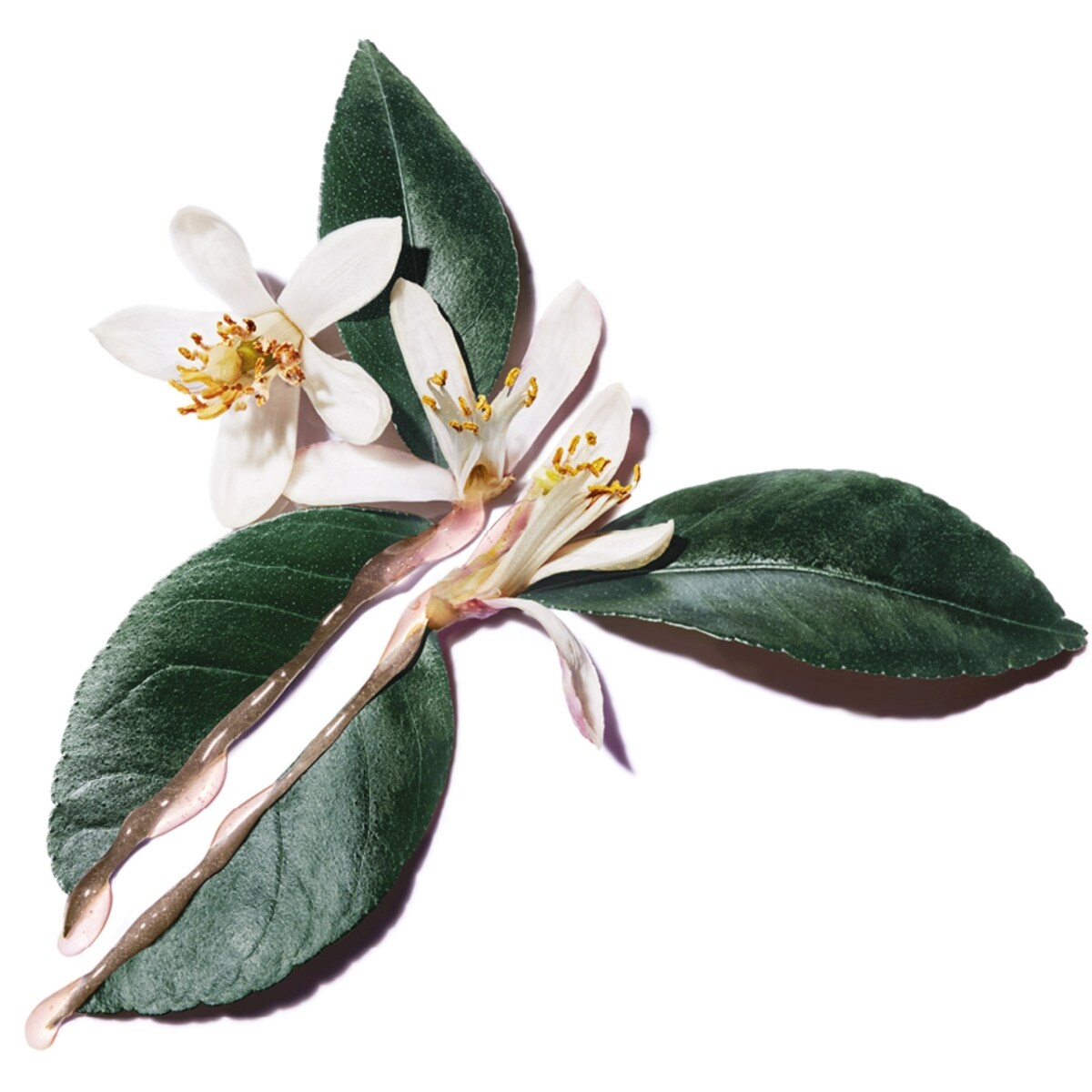 Pure Shots Perfect Plumper Cream