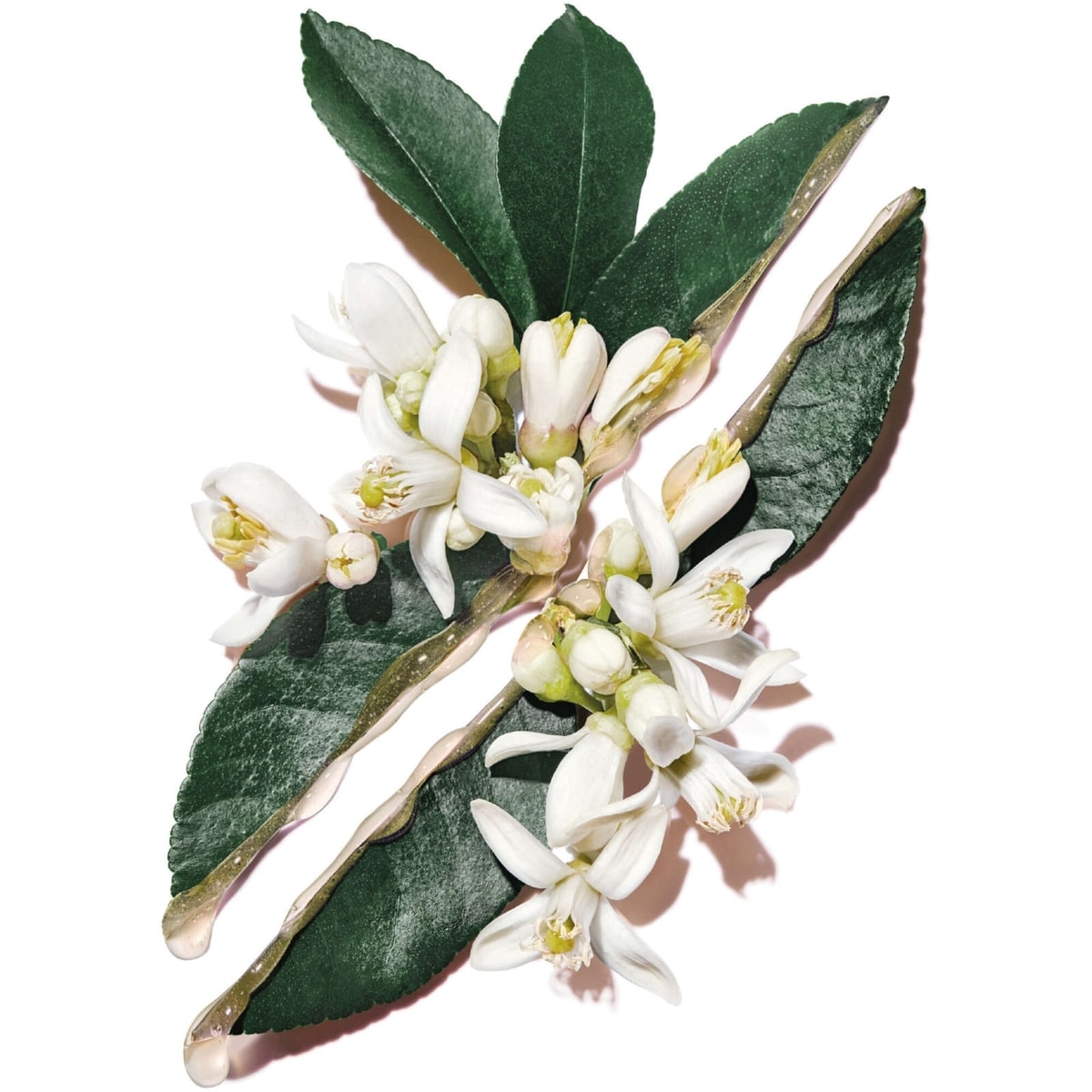 Pure Shots Hydra Bounce Essence-in-Lotion