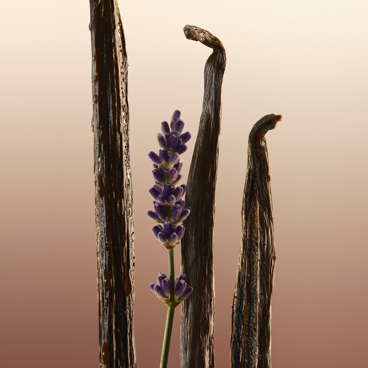 Goddess Eau de Parfum for Women