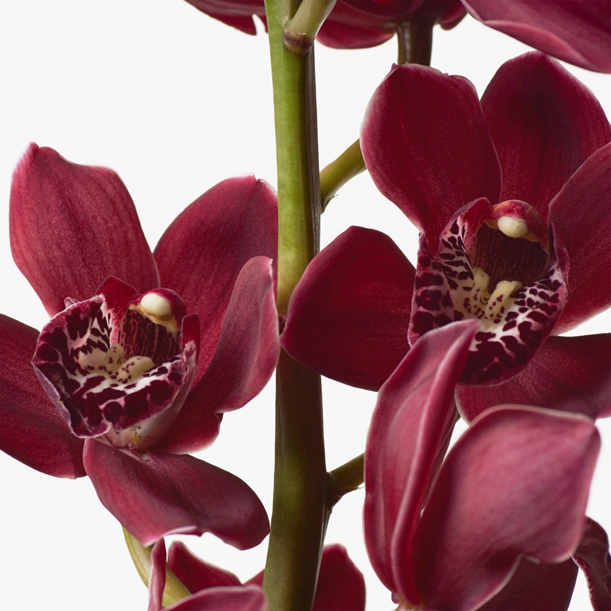 Euphoria Eau de Toilette for Women