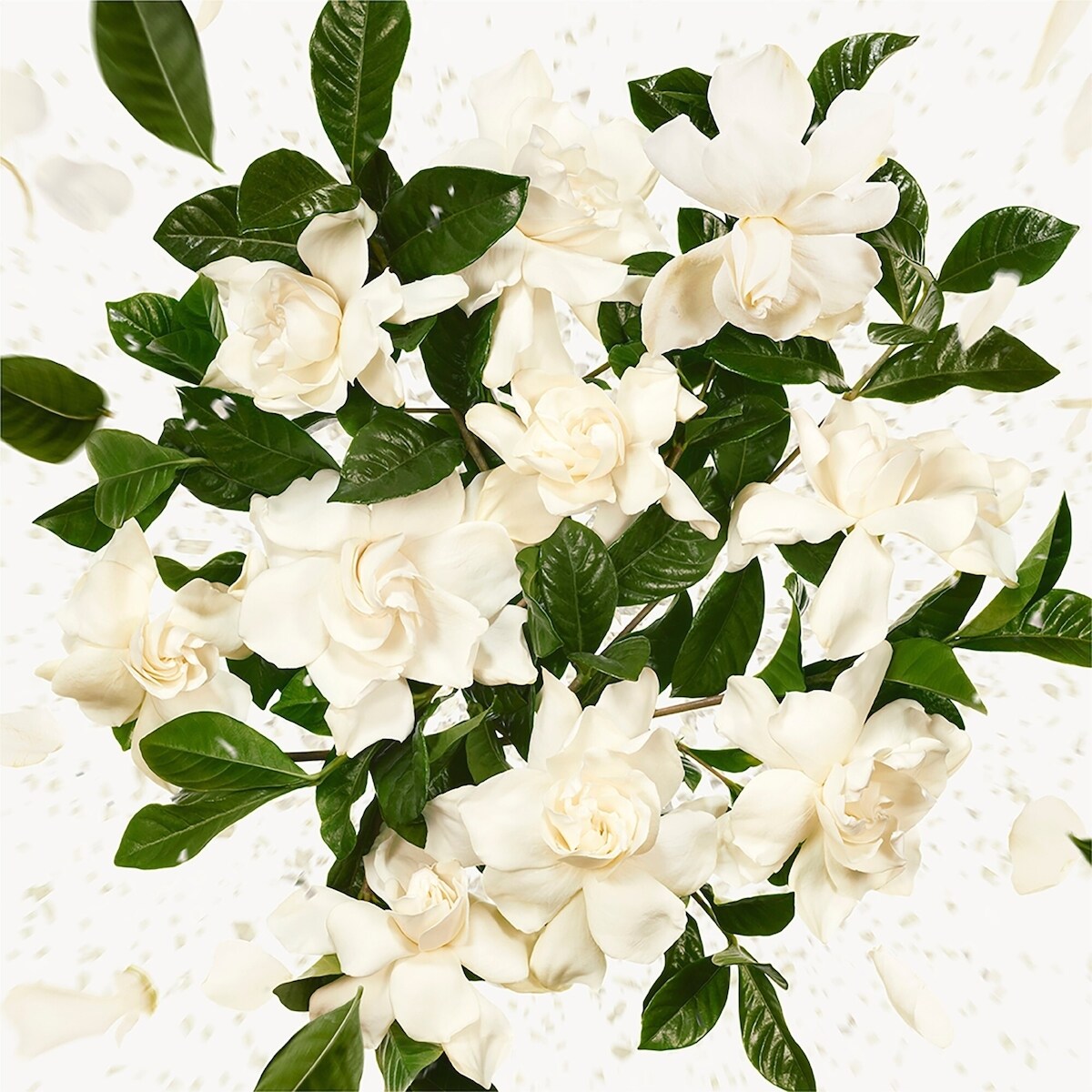 Flora Gorgeous Gardenia Eau de Parfum Gift Set