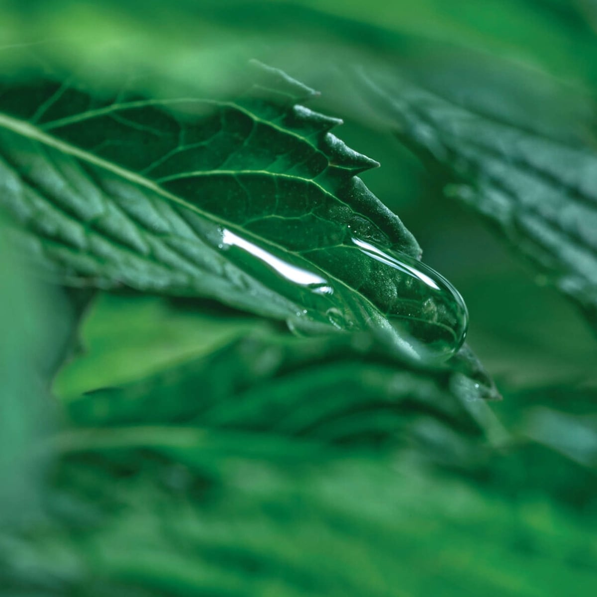 Eau Micellaire Démaquillante Purifiante - Pure Menthe
