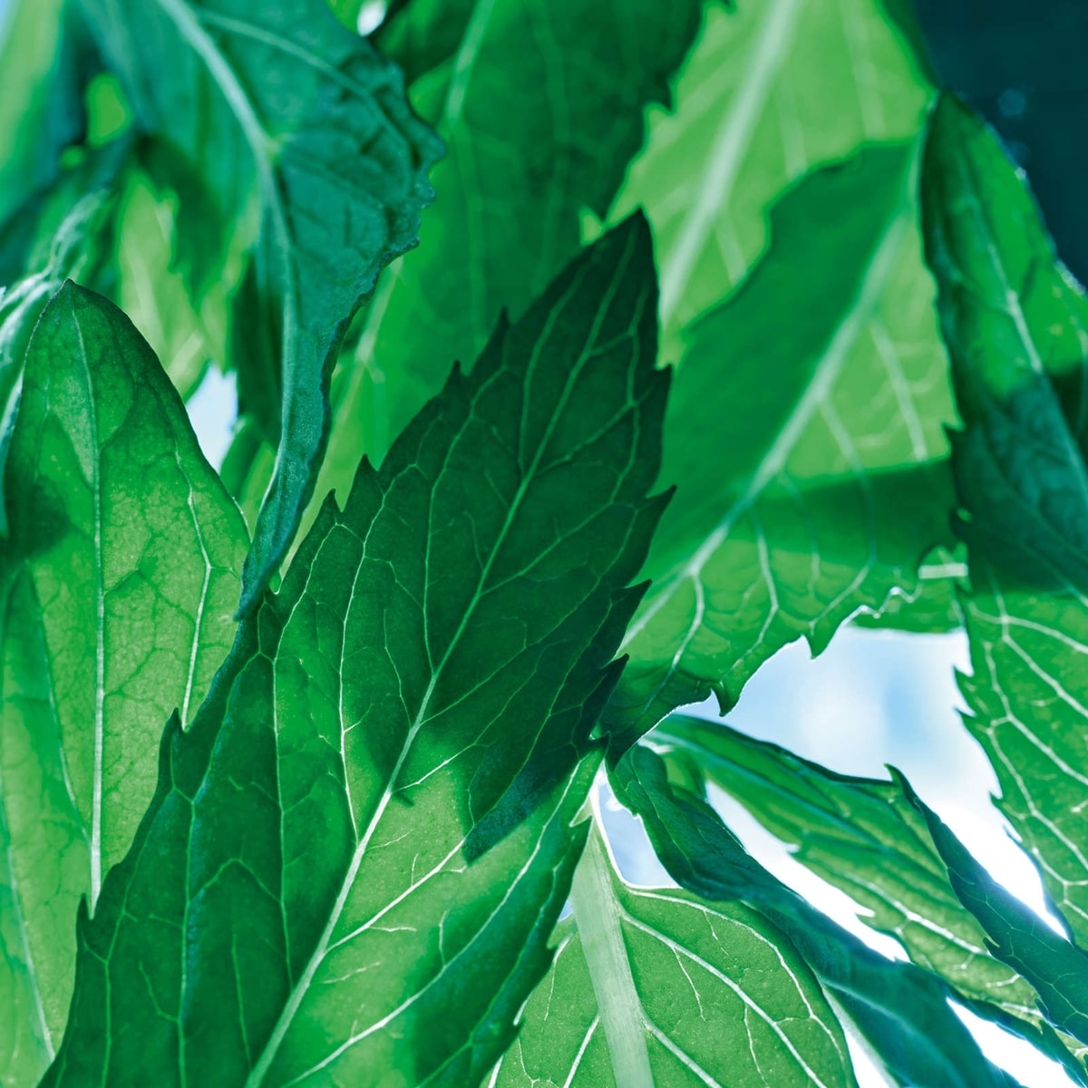 Purifying Cleansing Gel - Pure Menthe