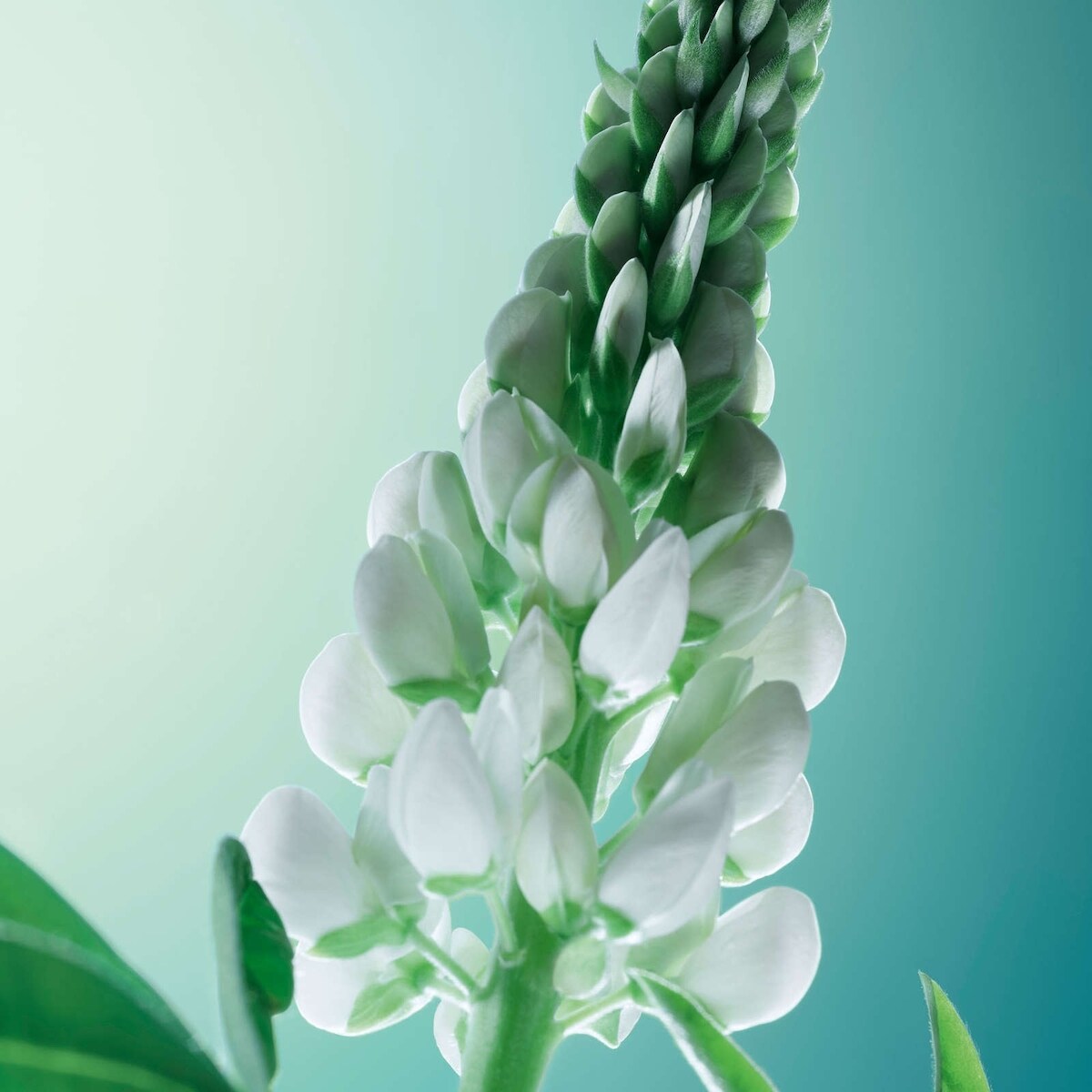 Fortifying Conditioner - Density