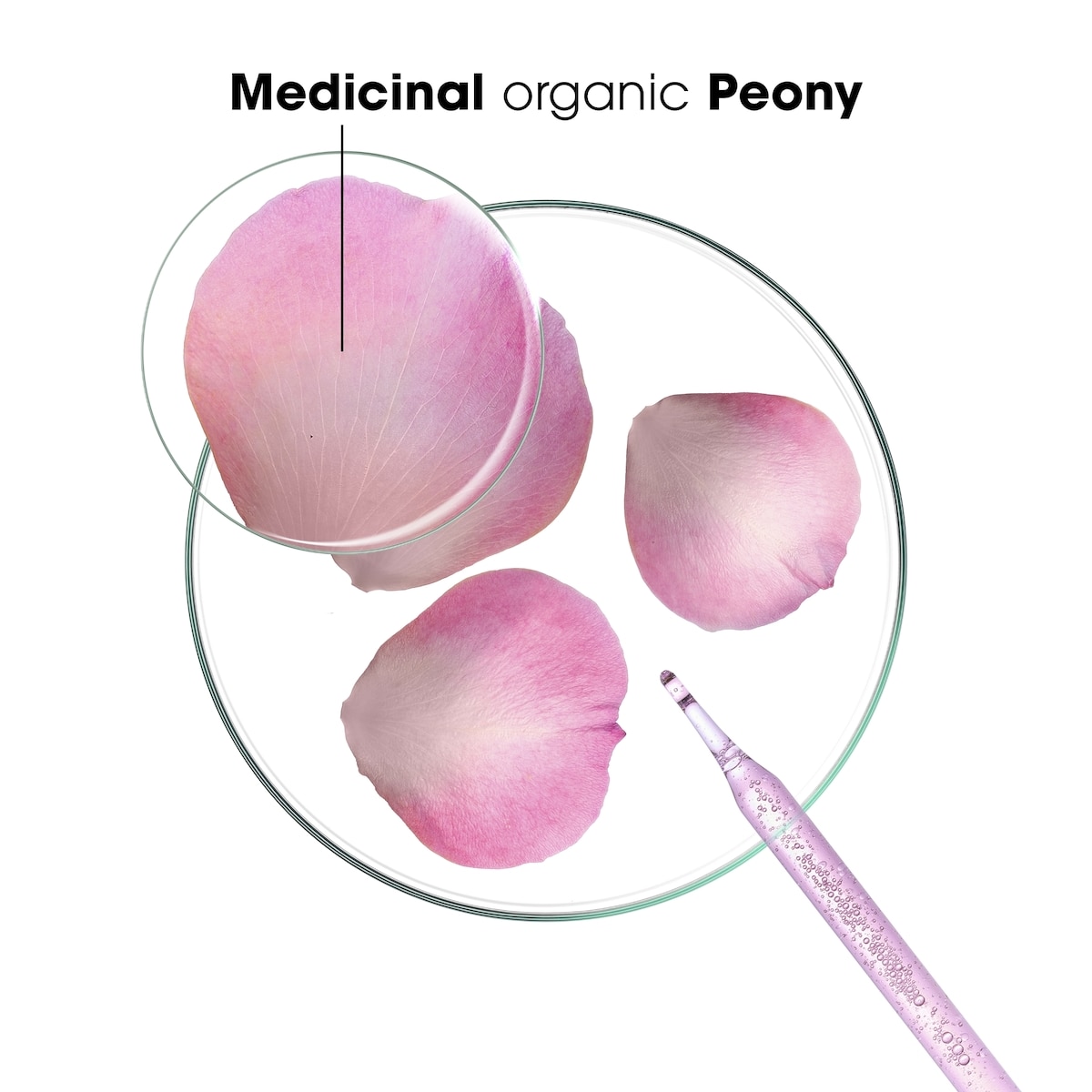 Après-shampooing apaisant à la Pivoine BIO