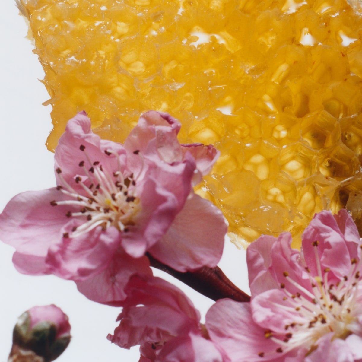 Nectarine Blossom & Honey Candle