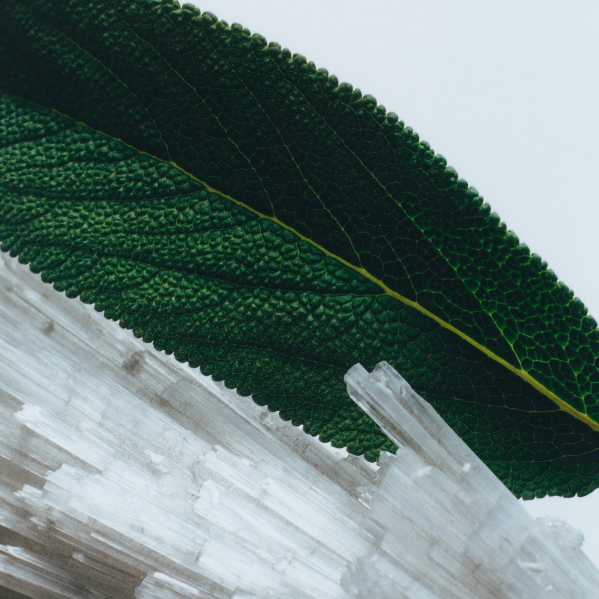 Wood Sage & Sea Salt Body Crème