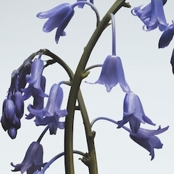Jo Malone London Wild Bluebell Cologne | Shoppers Drug Mart