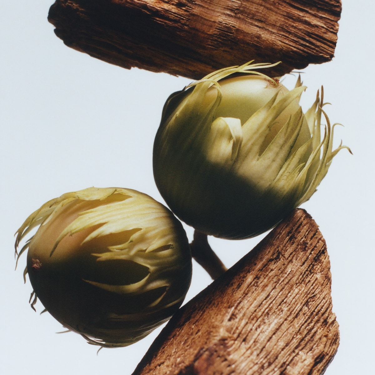 English Oak & Hazelnut Cologne