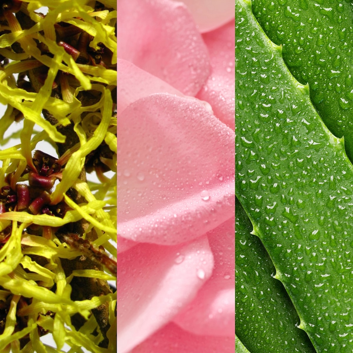 Tonique À L’Hamamélis Et À L’Eau De Rose