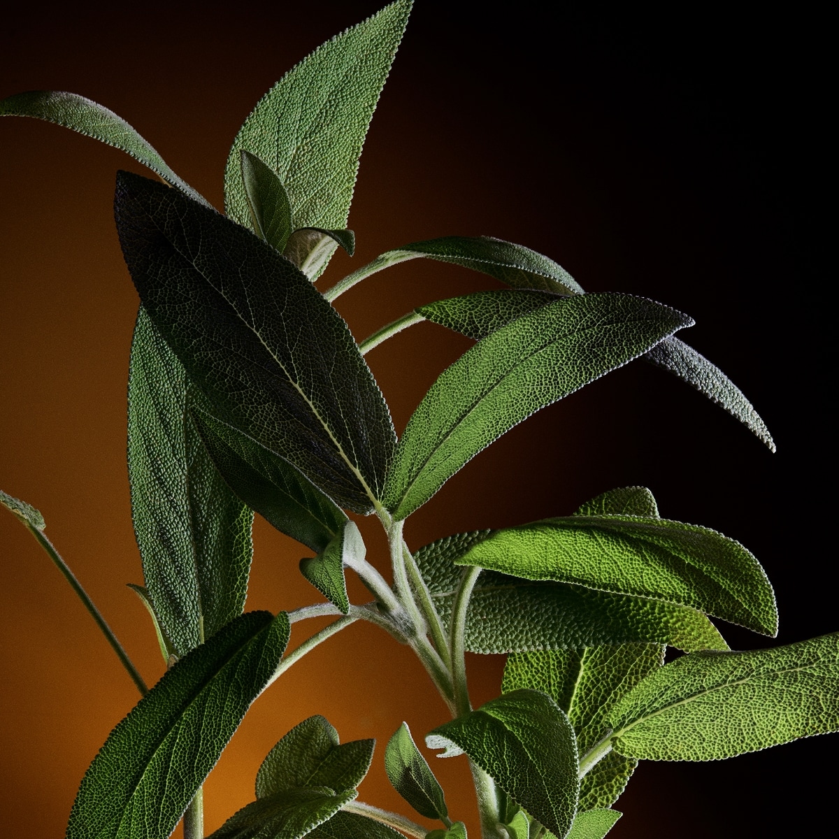 The One Pour Homme Eau de Parfum with Orange & Tobacco