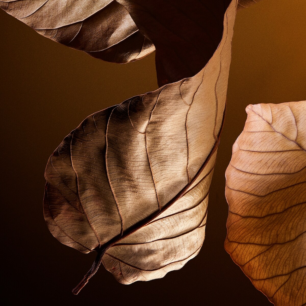 The One Pour Homme Eau de Parfum with Orange & Tobacco