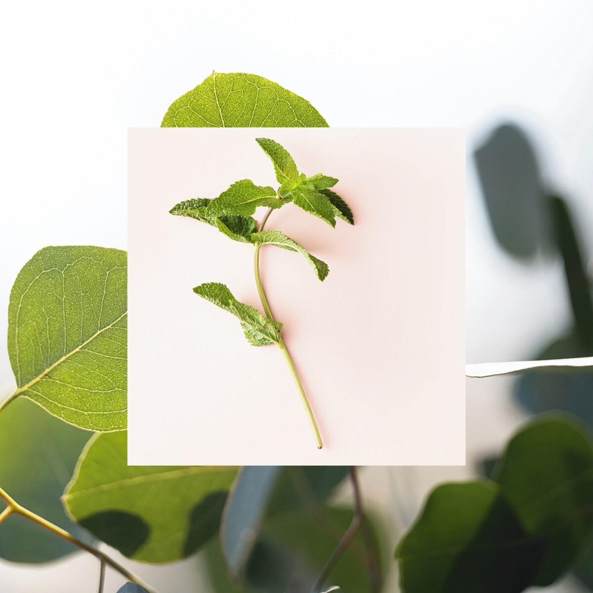 Simplement Déo - Menthe fraiche