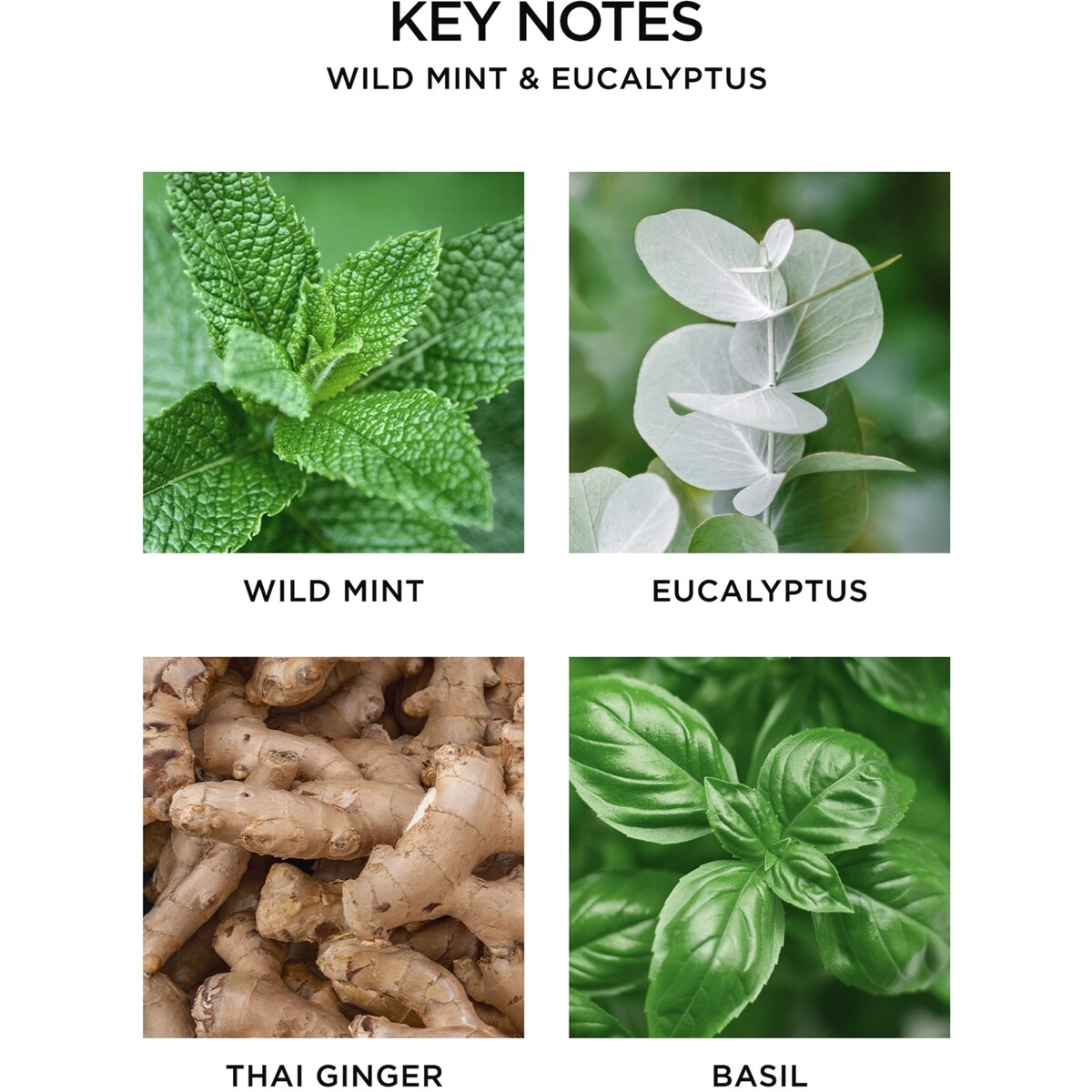 Wild Mint & Eucalyptus Wall Diffuser Refill